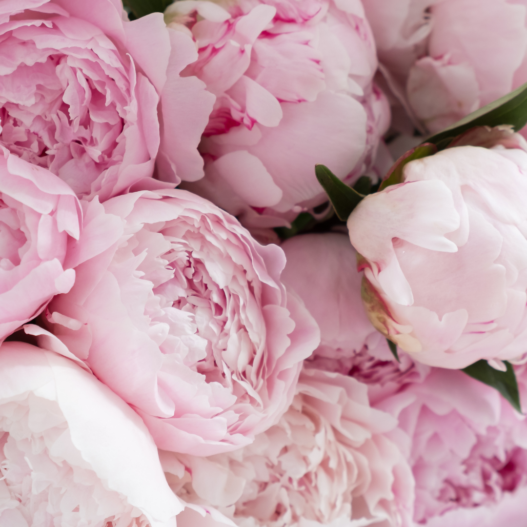 Peony Bunch