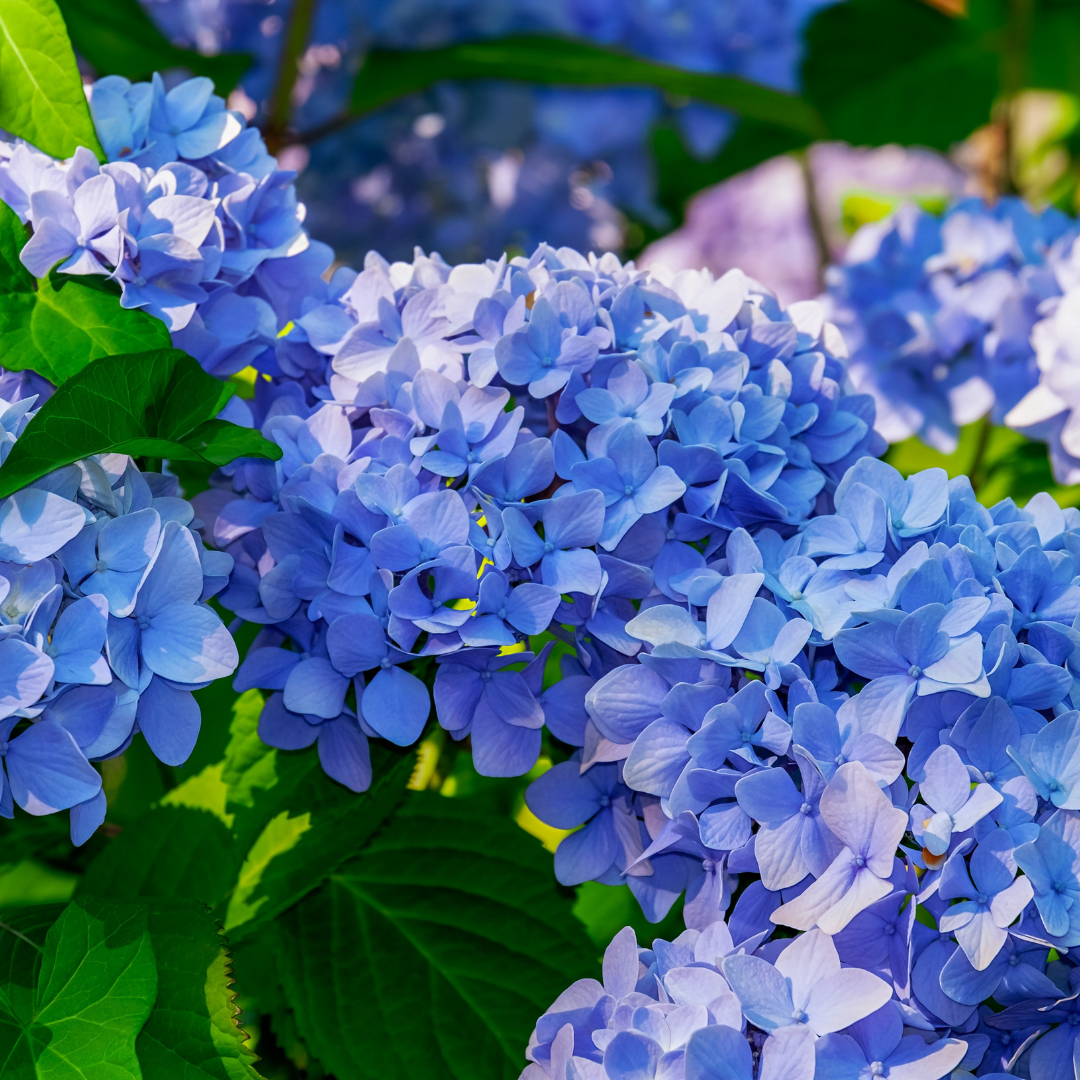 5 Stem Hydrangea Bouquet