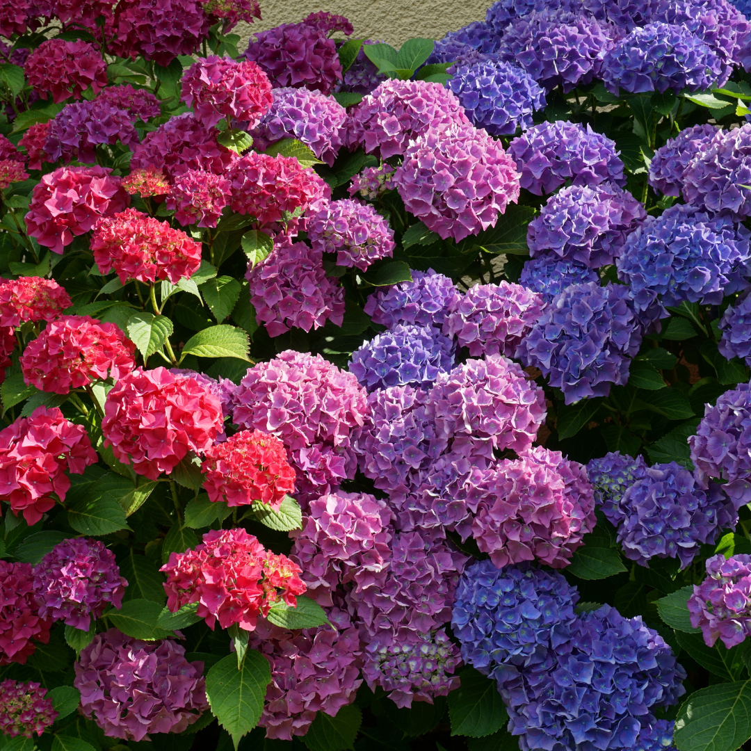 5 Stem Hydrangea Bouquet