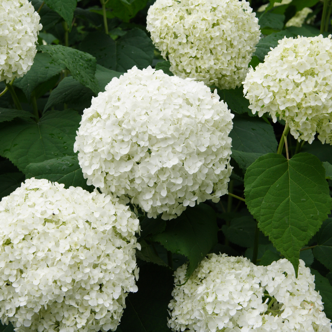 5 Stem Hydrangea Bouquet