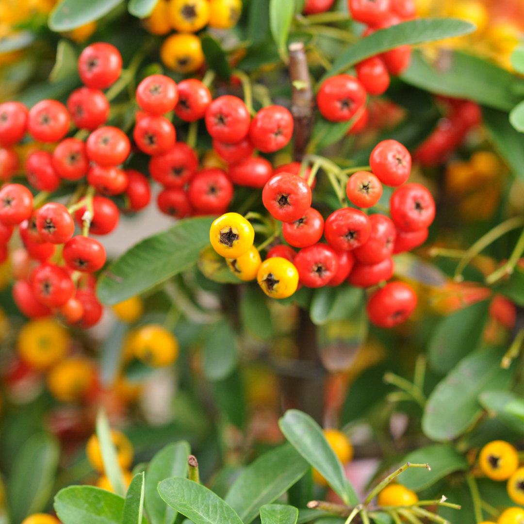 DIY Seasonal Florals