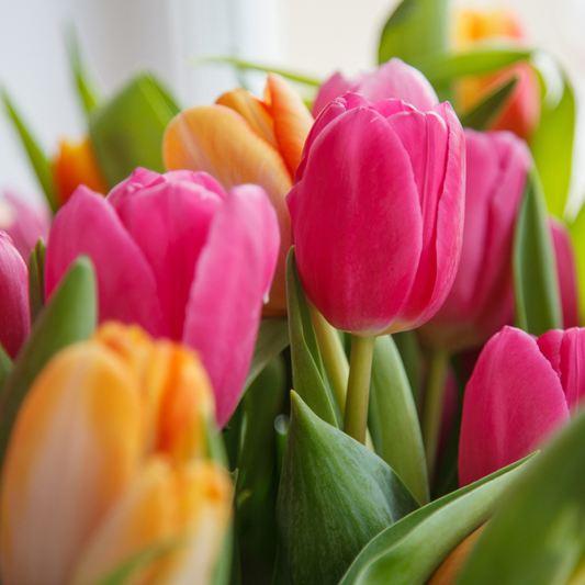 Oops, All Tulips